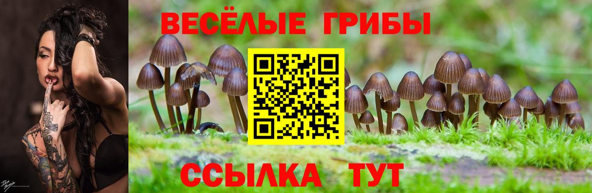 Галлюциногенные грибы мицелий  Вход с VPN  наркотики  Шебекино  Галлюциногенные грибы Psilocybe 